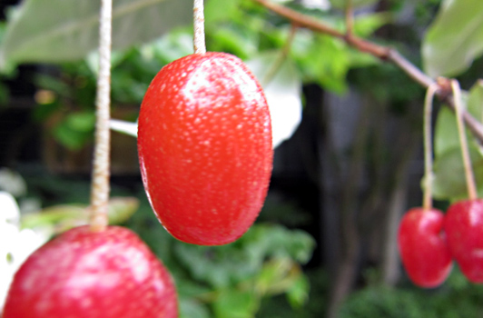 食べられる赤い実、食べられない赤い実かぜのーと軽井沢風越学園