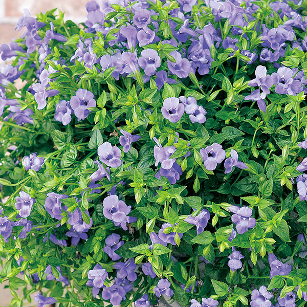 楽天市場 トレニア カタリーナ「ブルーリバー」3.5号ポット苗 J03-3: 千草園芸