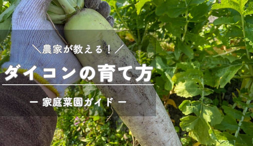 大根 ダイコン の育て方プランター栽培、肥料の与え方も解説 – 自然暮らし