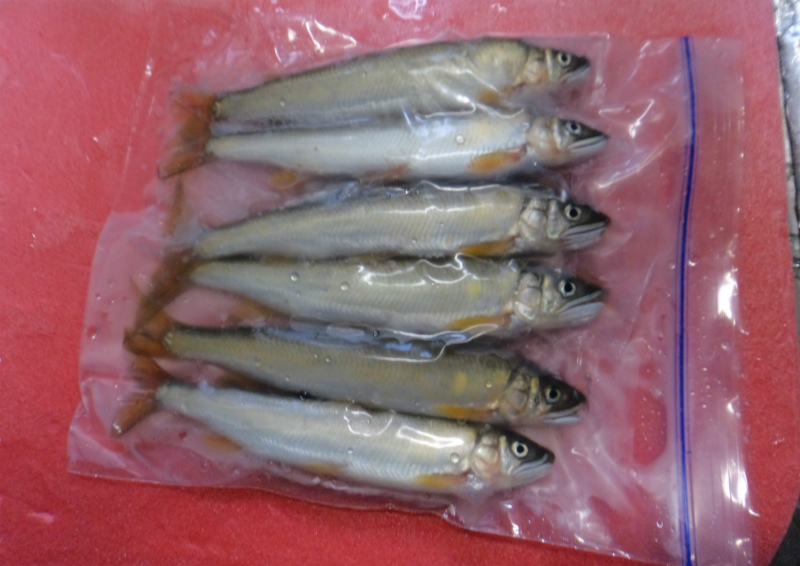 9. 鮎のしめ方 釣り上げた鮎の締め方と保存法AYUKEBARI.COM黒髪太郎の鮎毛鉤釣り