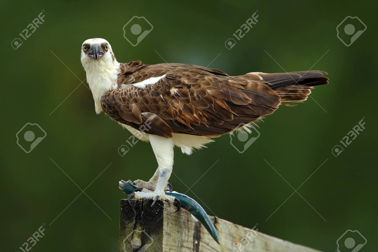 フィリピンの美味しい食べ物20選