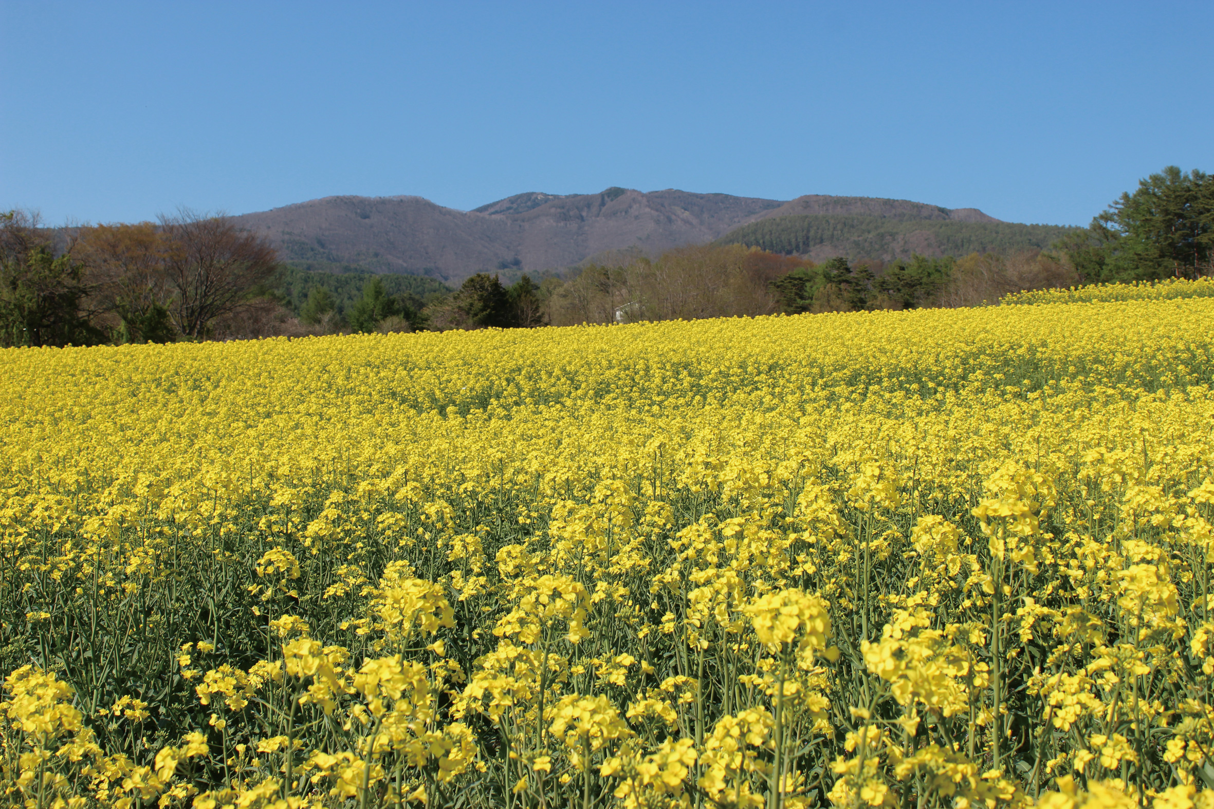 室田 彰 信州菜の花 作品サイズ： F6 410×318mm大額 : 額縁専門店ないとう - 通販 - Yahoo!ショッピング