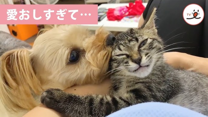 ほしやま さとぽ on X: 