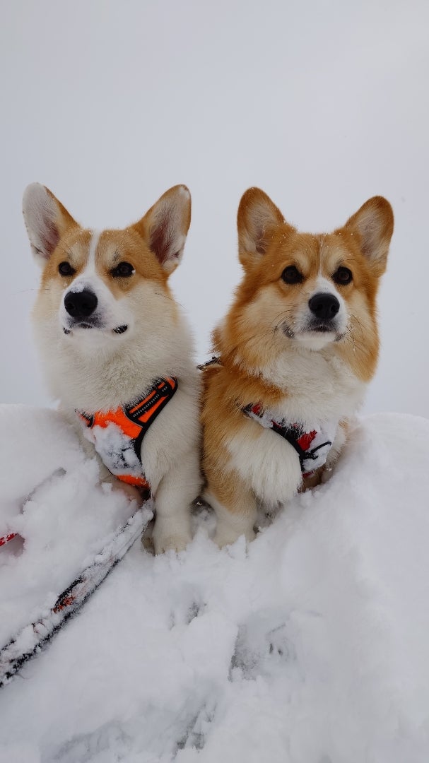 体型が完全に食パン1斤だったため ？ 「可愛いコーギーですね」と話しかけられた柴犬 動画柴犬ライフShiba-Inu Life