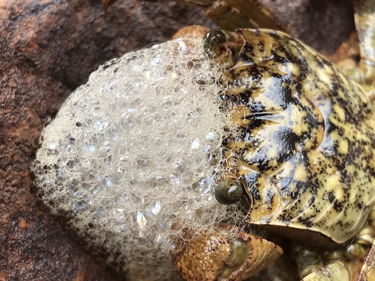 気仙沼のカニ、泡を吹く！チャレンジ アレンジ レシピ