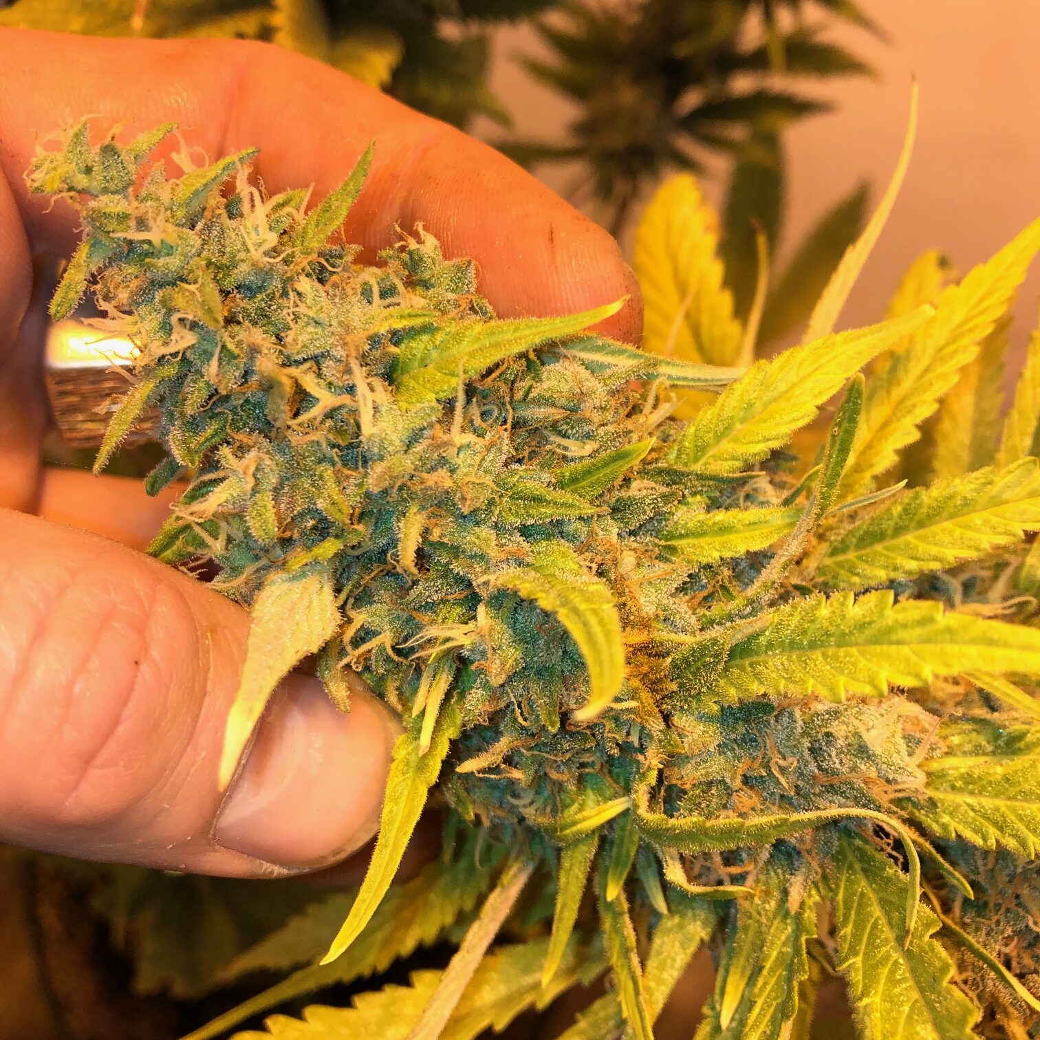 Lemon Skunk Femminizzati - Green House semi di cannabis - Amsterdam SeedCenter