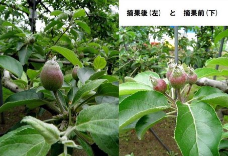 dポイントマーケットカゴメ 野菜生活100 青森りんごミックス 195ml紙パック×24本入× 2ケース送料無料 野菜ジュース アップル りんごミックスジュースdショッピング