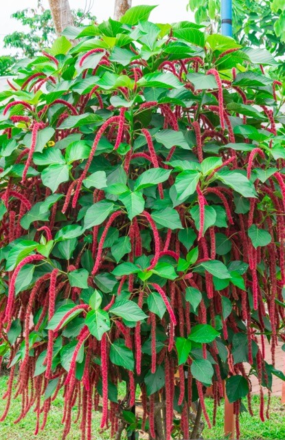 アカリファ 育て方と花言葉植物の秘島