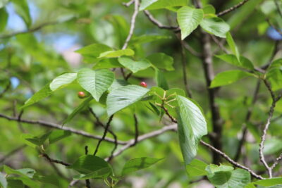 ネットで話題の「サクランボの種5個で死に至る」はデマ--人民網日本語版--人民日報