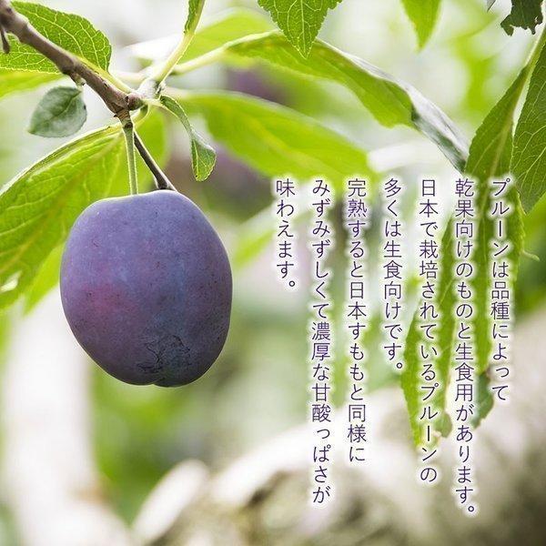 ふるさと納税配送不可地域：北海道・沖縄県・離島 月の旬果定期便♪12ヶ月連続フルーツ 定期便 果物 旬 厳選 逸品 いちご せとかデコポン はっさく びわ モモ ピオーネ 梨 シャインマスカット キウイ 富有柿 みかん 香川県 三豊市 送料無料 秋 旬 - 香川県三豊