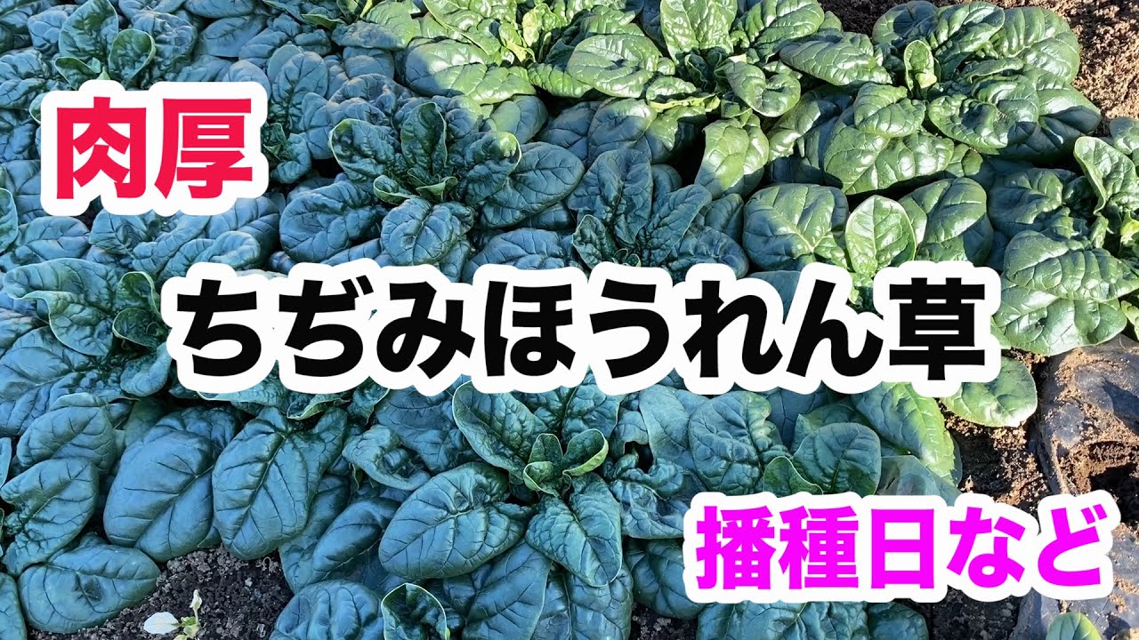 ほうれん草をプランターで育てる方法 家庭菜園ブランドUETE
