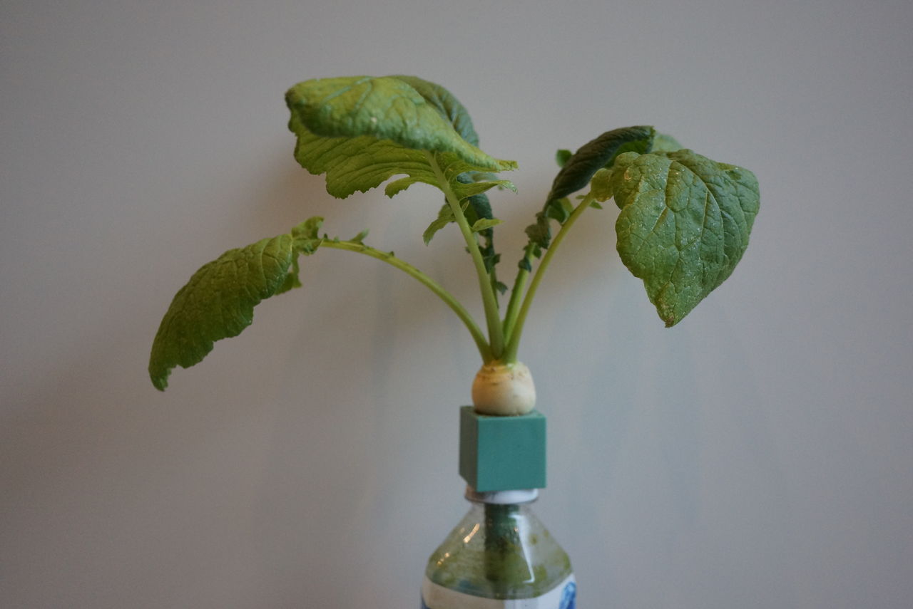 水耕栽培 のんびり育つパプリカ、一番花の摘み取りまで！ - ハニコログ