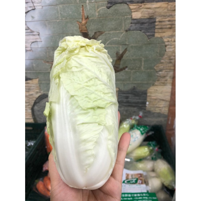 種 「白菜」暑さに強いミニ白菜タイニーシュシュ - 家庭サイエンス～家庭菜園・園芸記録～