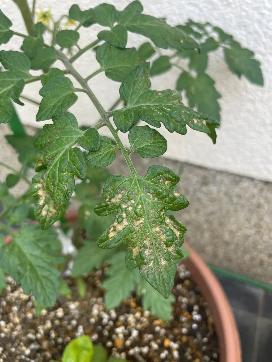 画像付き トマトの葉が白い斑点や色抜け・黄色くなった時の原因と対処方法 ハダニ編