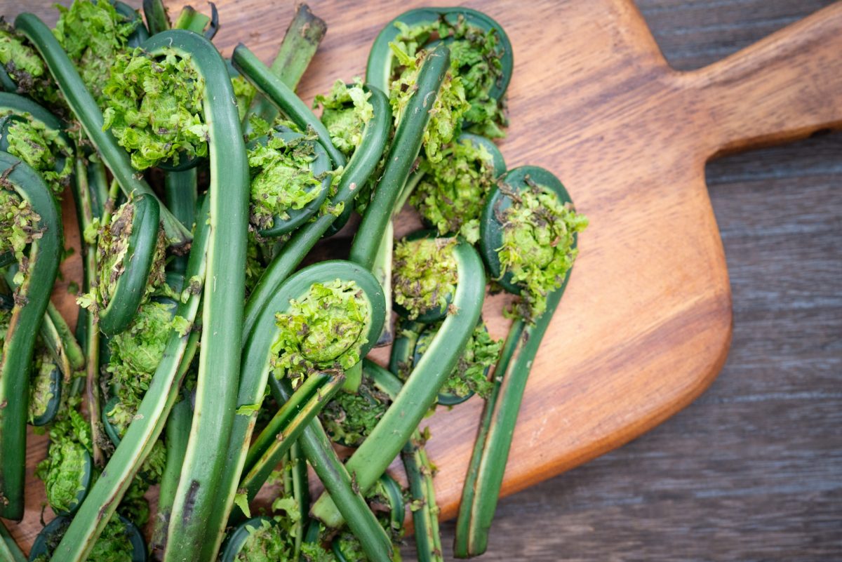 こごみクサソテツ販売・通販 料理の紹介天然きのこ山菜.com