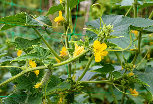 初心者向け！キュウリの栽培方法・育て方のコツ│コラム特集読みものサカタのタネ 家庭菜園・園芸情報サイト 園芸通信
