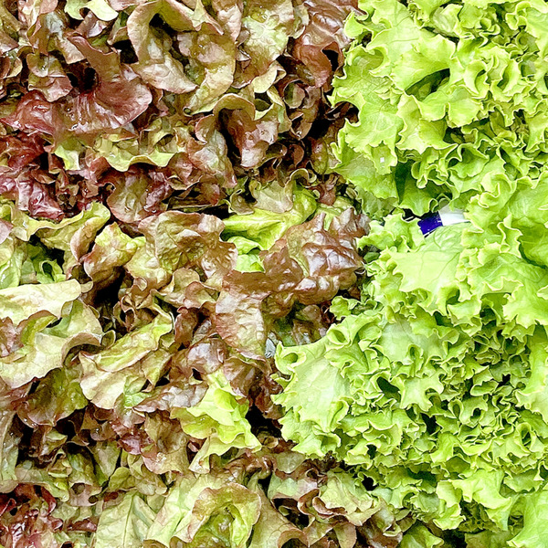 お弁当に入れてOK！レタスの変色防止のコツを教えちゃいます - デイリシャス 楽天レシピ