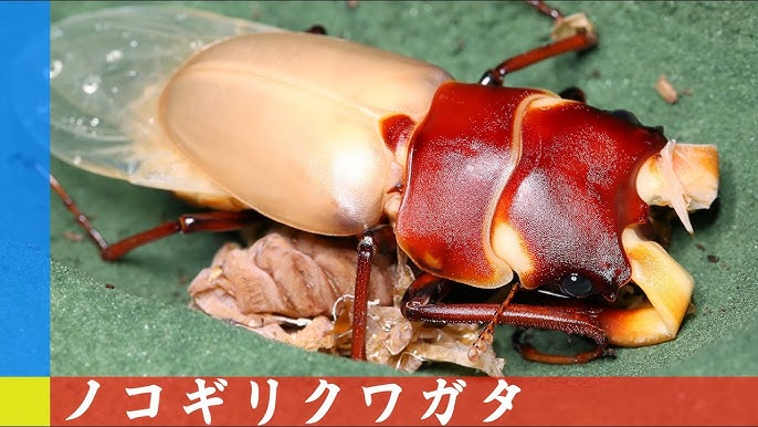 ノコギリクワガタ図鑑 – 民宿すぎの子秩父のお宿