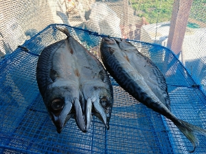 干物の焼き方 フライパンで焼くプロのテク！冷凍干物もOKほほえみごはん-冷凍で食を豊かに-ニチレイフーズ