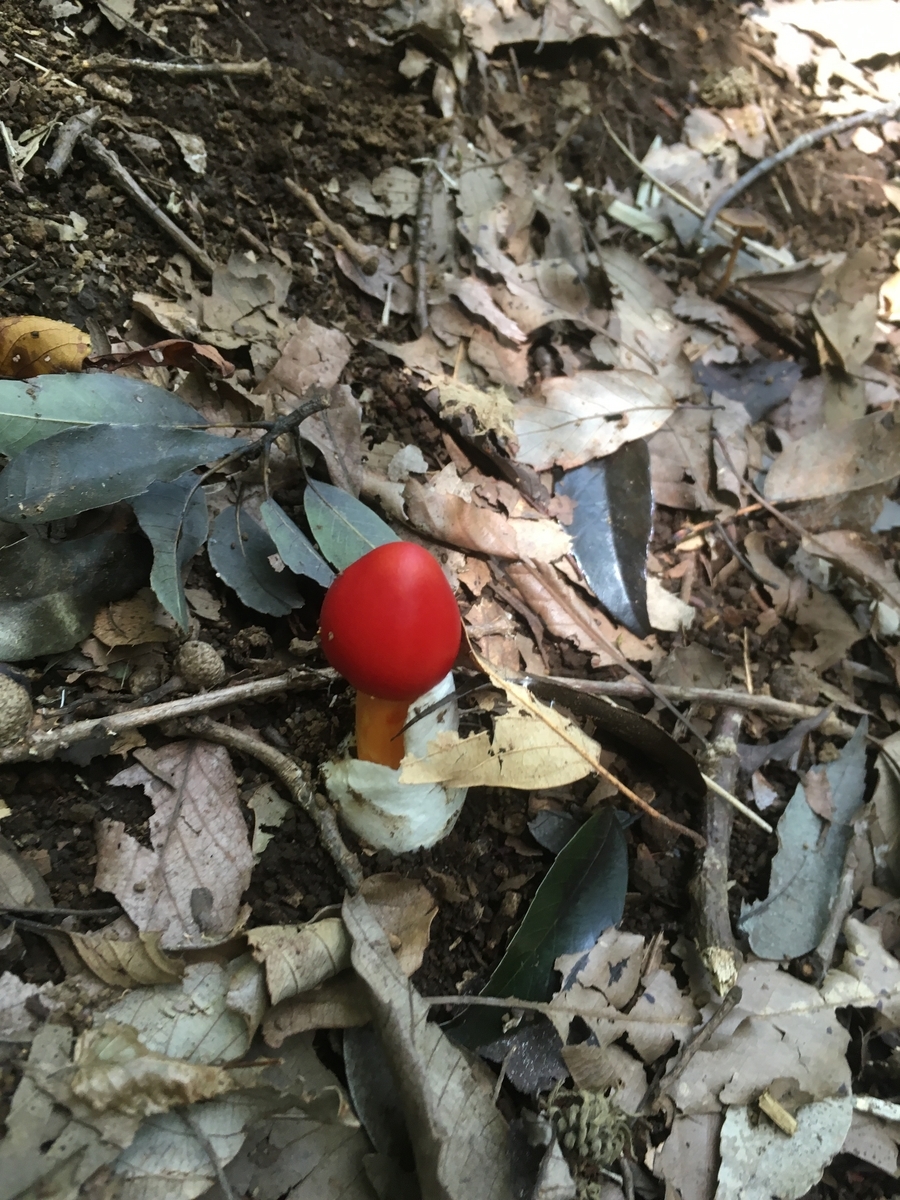 毒キノコ事件簿 その８きのこびと