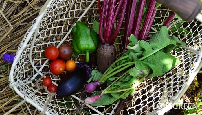 初心者でも庭で簡単に家庭菜園ができるおすすめ野菜11選。スーパーフードからハーブまで