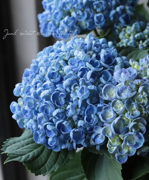 お多福は英語でポップコーン！？ : Alex's Garden Party♪