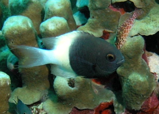 本日も妻がサンゴを撮影 : べっぴん珊瑚