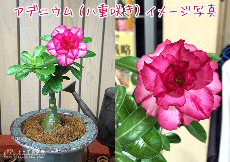 天空のバラそだレポ 栽培レポート byアドちゃんみんなの趣味の園芸