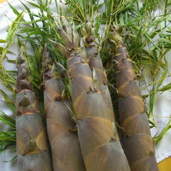 産地直送 おいしさ佐渡産 朝掘り 生たけのこハチク 淡竹破竹 送料無料 込２kg ３～６本 朝採ってその日のうちに発送。佐渡ヶ島の自然で育った新鮮タケノコ。朝掘り、新鮮なままお届け2025は終了です筍はちく 佐渡 初夏の味覚 朝どり 朝採りさどふくあいらんど