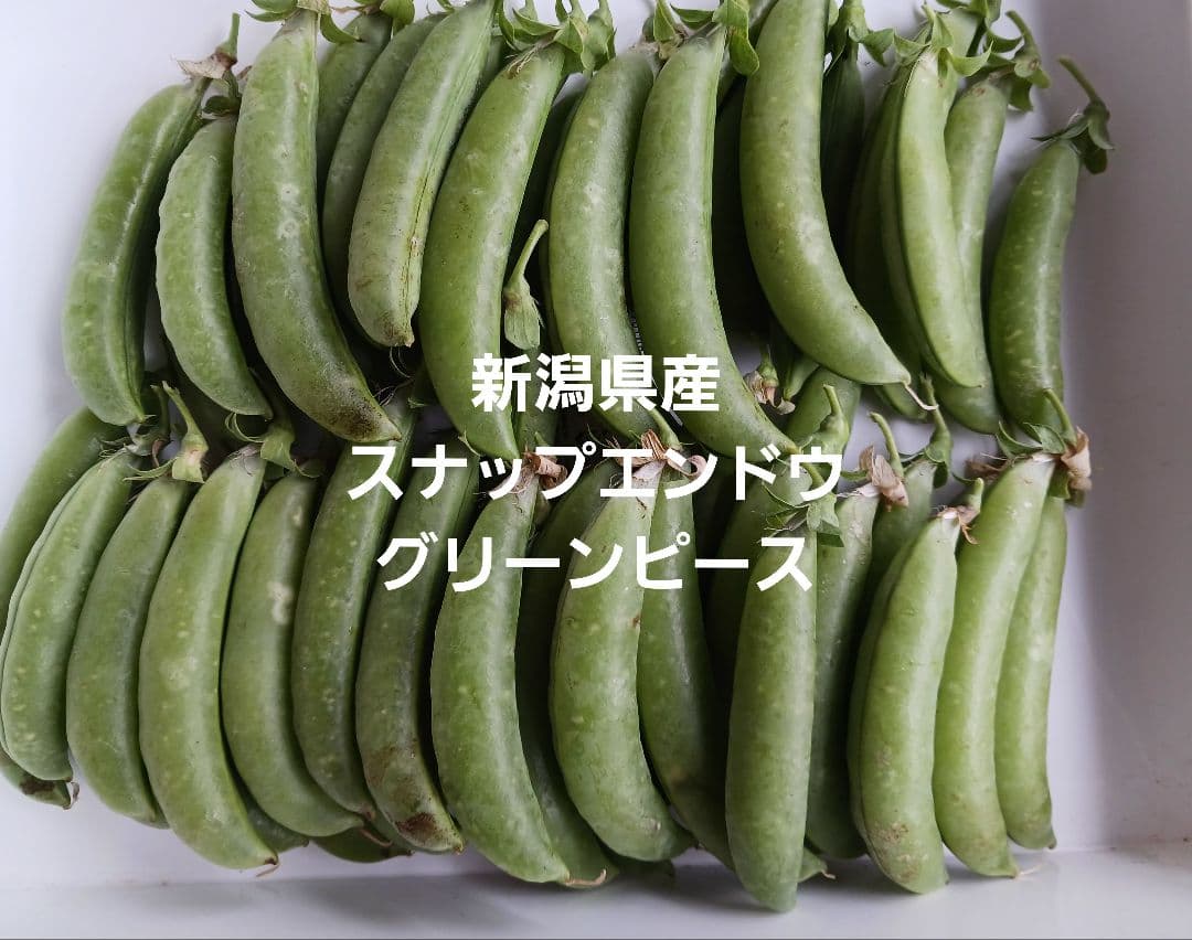 野菜の品種カタログ 野菜の品種別情報 特長・栽培の要点・適作型タキイの野菜タキイ種苗