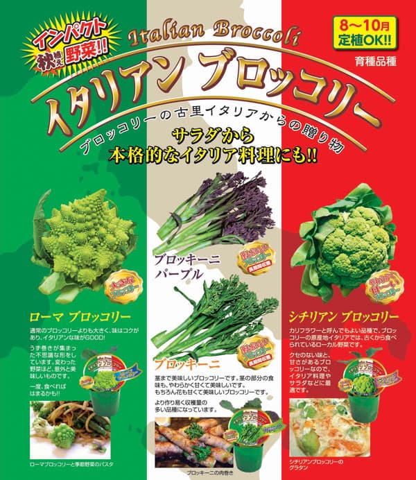 ニンニクのコンパニオンプラツと栽培のポイント病害虫に効果的な野菜カジトラ