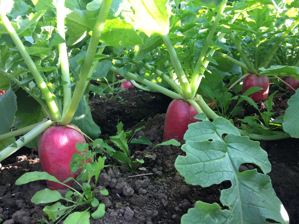 レディーサラダ ＜ 赤い大根：旬の野菜百科