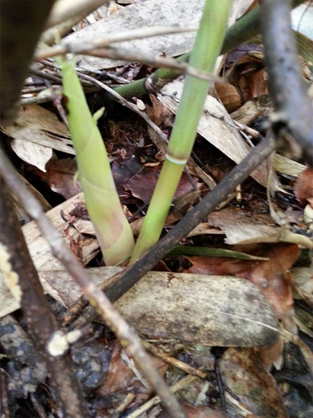 基本の笹竹 姫たけのこ のゆで方