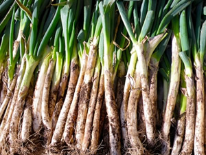 農家が教える小ネギの栽培方法 いつでもとれたて！ キッチンガーデンでも育てられる小ネギの作り方マイナビ農業