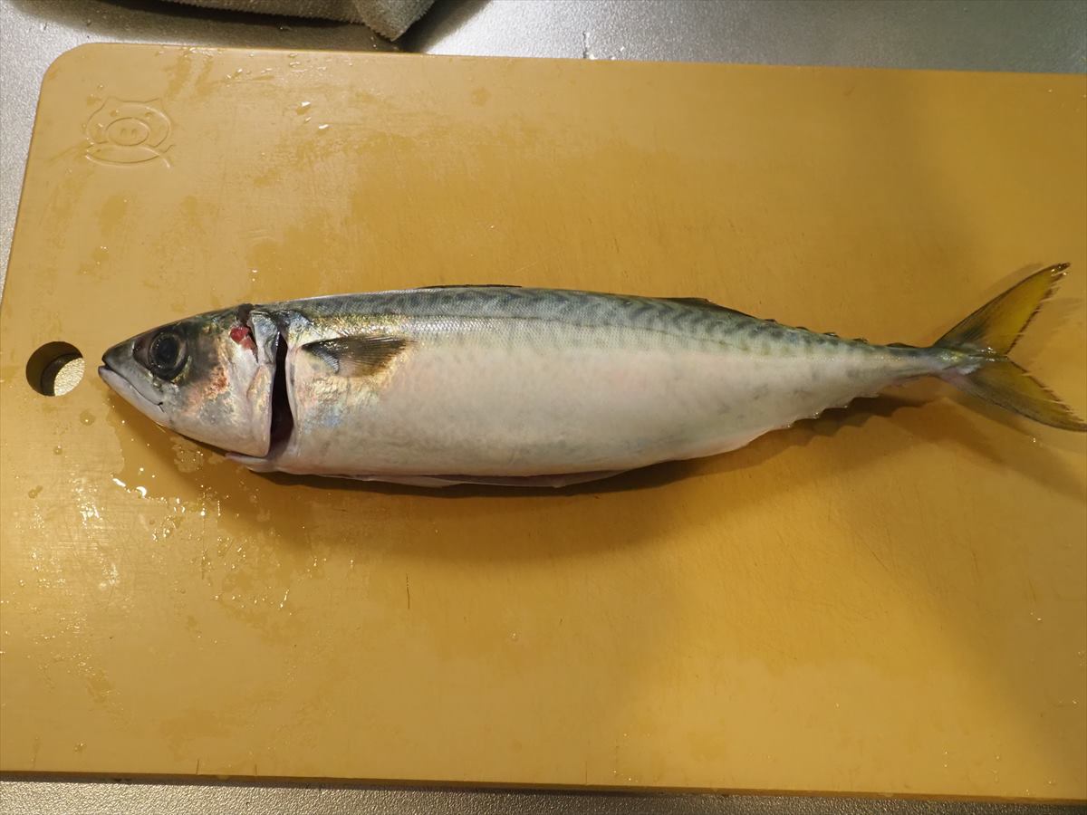 関あじ・関さばお刺身とは豊後水道で漁れた新鮮な魚大分県