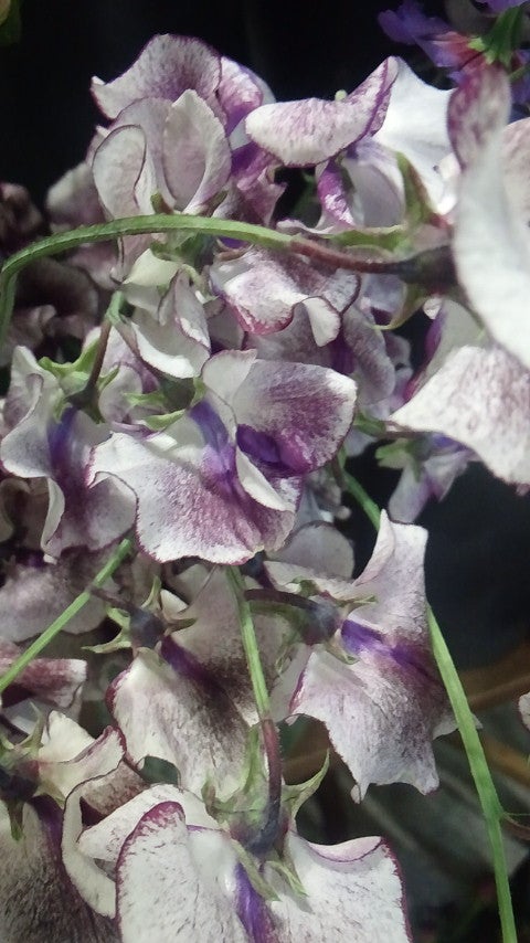 スイートピー アンティーク、ピンクラム☆♪ブラックジャックの気ままな日記♪☆