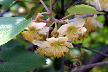 ヤサイ、サイタ。 キウイ