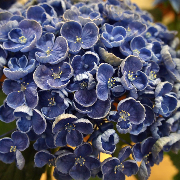 オタフクアジサイアジサイの育て方.net