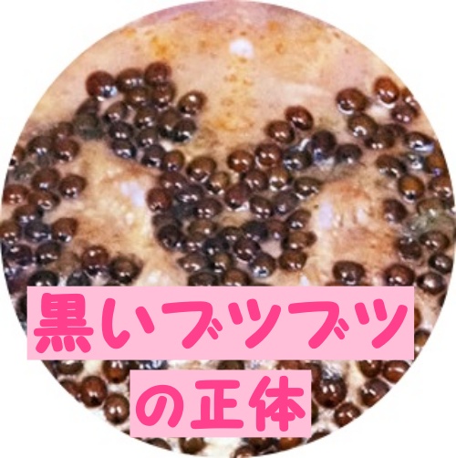 閲覧注意 カニの甲羅についてる黒いつぶつぶを潰したらshorts - YouTube