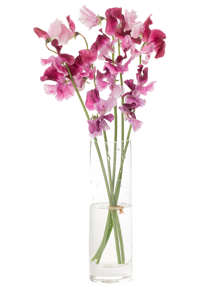 スイートピーの品種 ピンク系太陽農園宮崎県日南市風田農園直送スイートピー