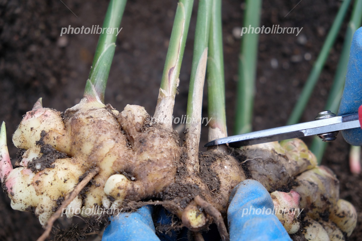 生姜収穫＆保存 １９９日目ニャハハの家庭菜園－ポタジェと水耕栽培