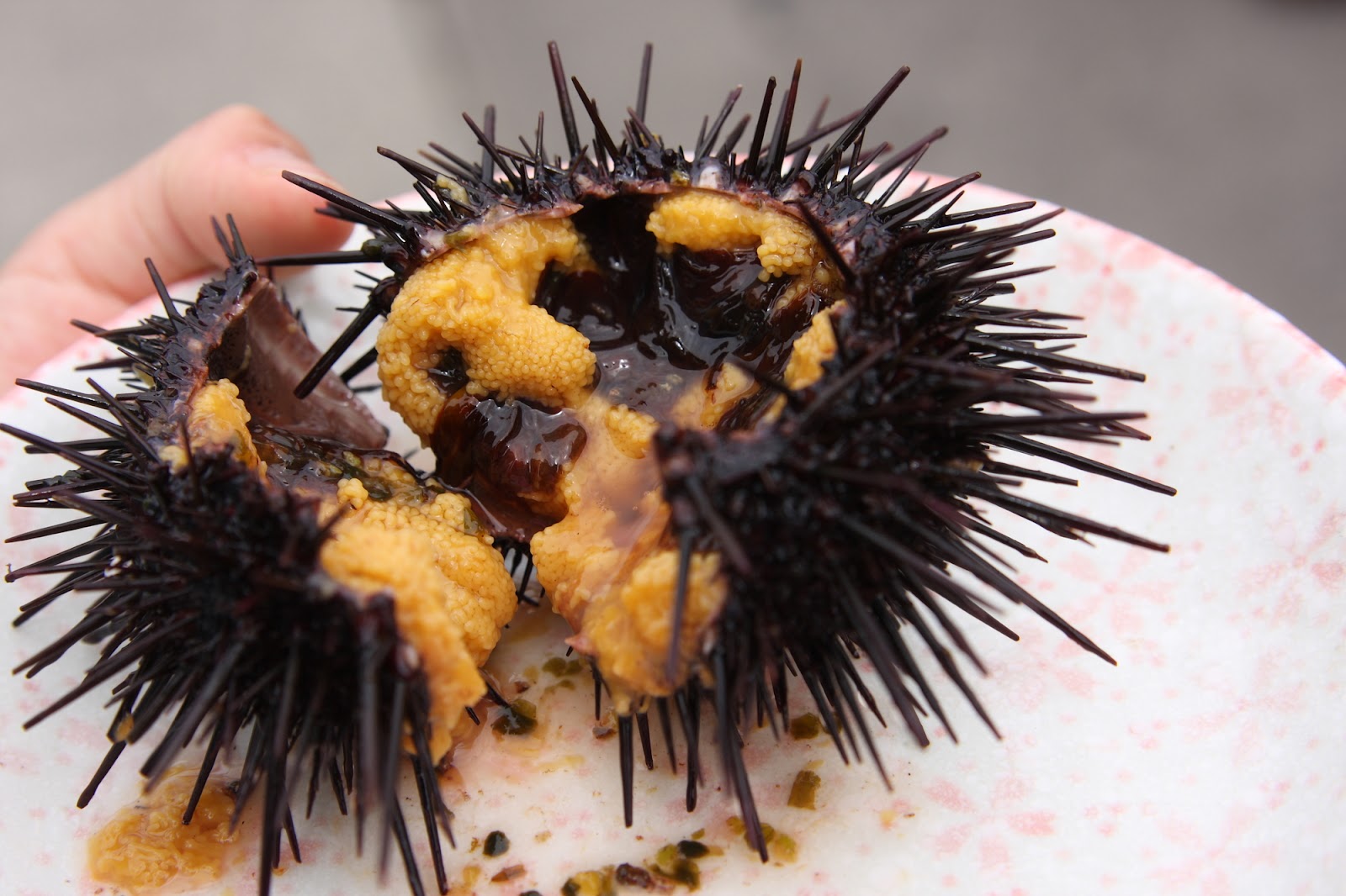 スマートアクアリウム静岡だより 眼はどこ？どう歩くの？ウニの体の不思議な構造「ムラサキウニ」