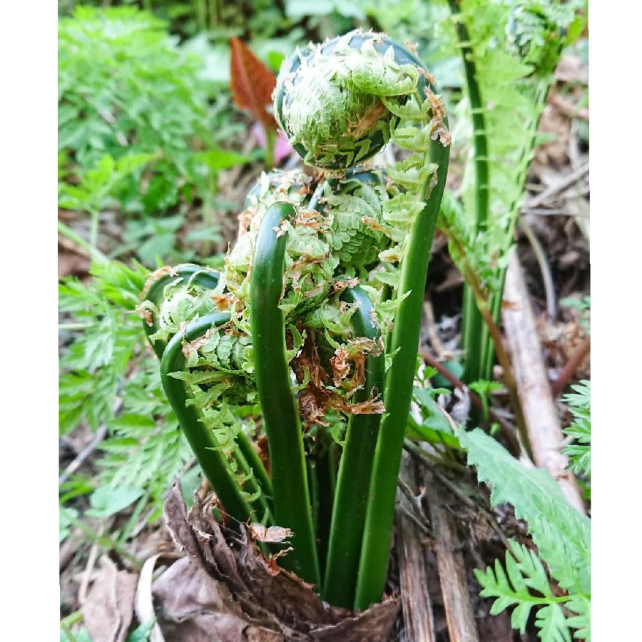 こごみ 1kg 天然山菜 コゴミ 山菜 飛騨高山産 : さるぼぼ山菜便 - 通販 - Yahoo!ショッピング