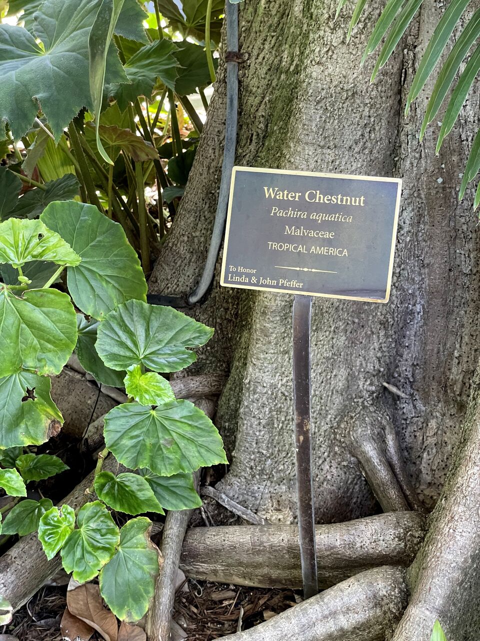 麻の実ナッツ の販売NICHIGA ニチガエコ系洗剤、サプリメント、食品、食品添加物のオンラインショップ