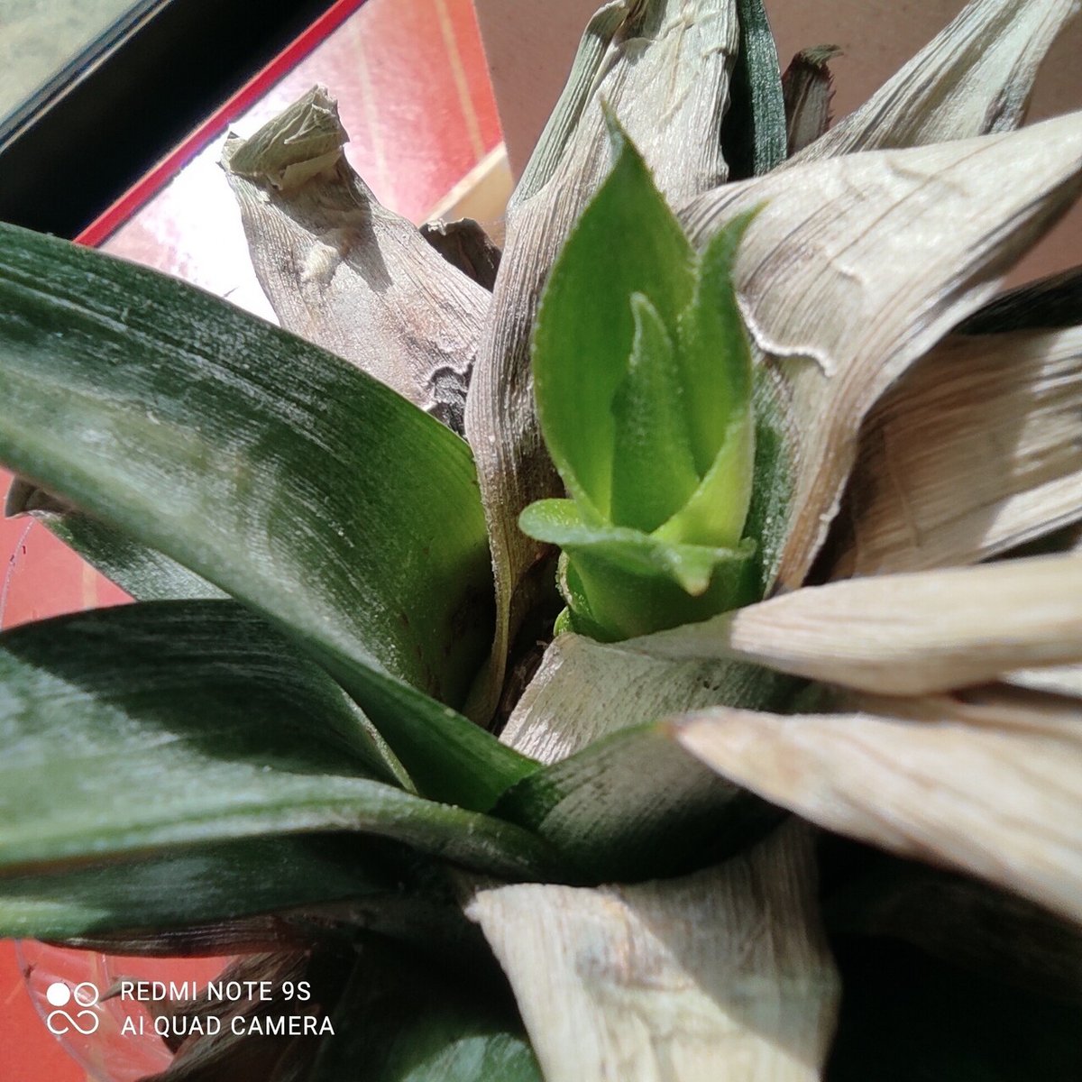 パイナップル4号収穫！🍍今回は大成功😆🍀GreenSnap グリーンスナップ