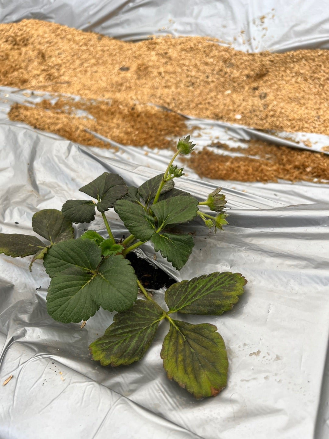 イチゴ編 症状別で見る！ 生理障害・病害虫の原因と予防の基礎知識AGRI JOURNAL