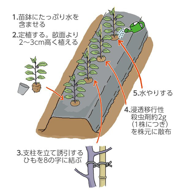 ナス 茄子 の栽培育て方のコツ、剪定や種まき、苗植えの方法は？HORTI by GreenSnap