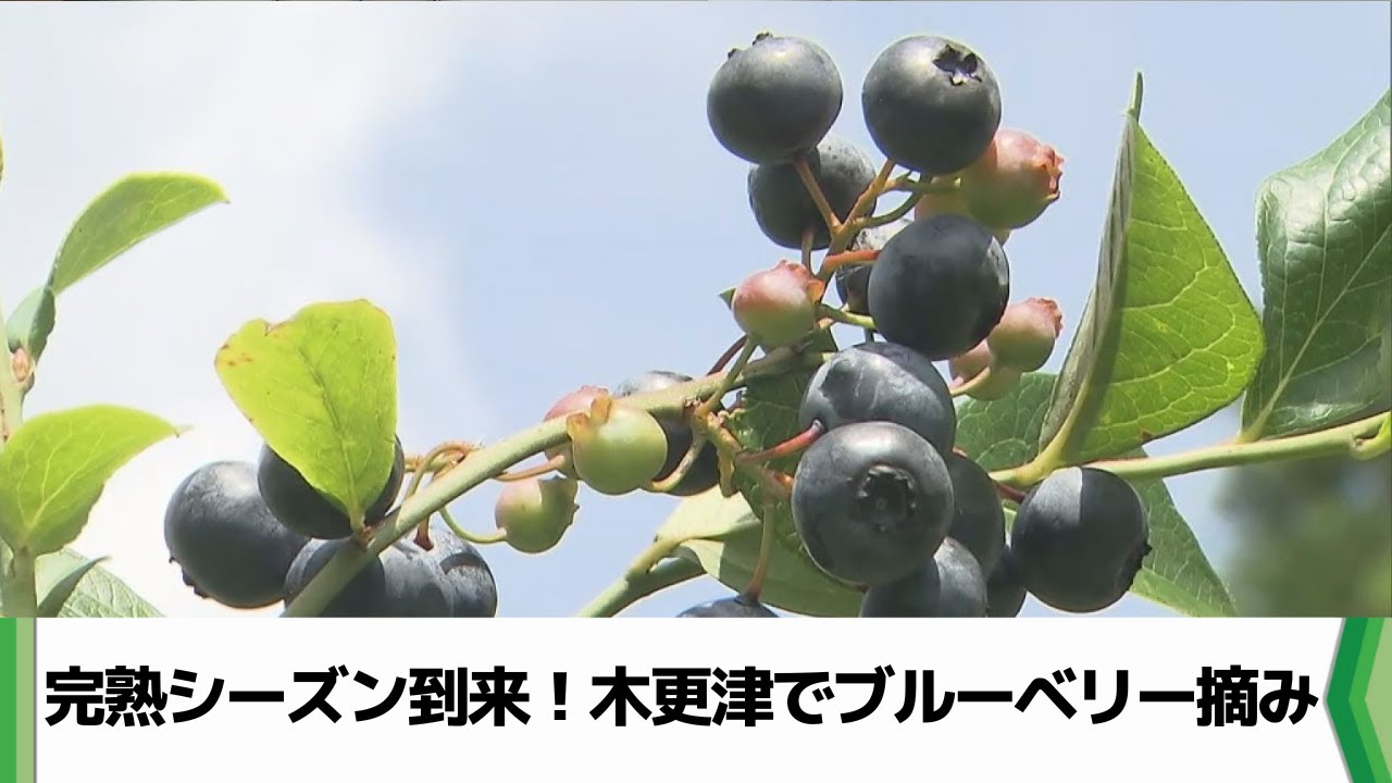 フルーツ街道夢農場