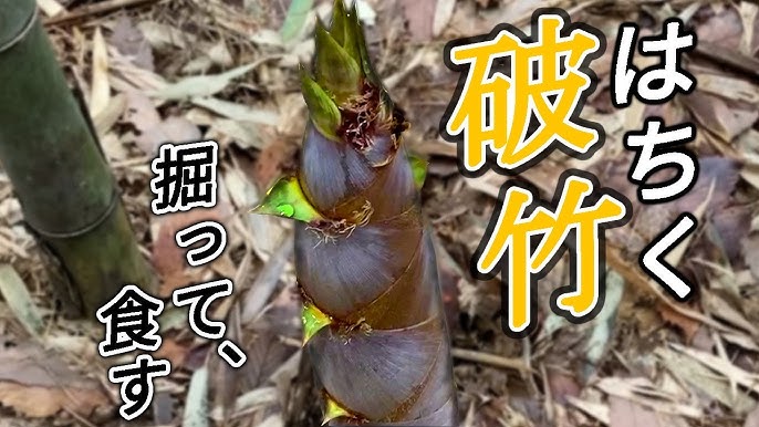 米ぬか不要！淡竹 はちく の茹で方 by 野菜ソムリエmiwaクックパッド簡単おいしいみんなのレシピが392万品