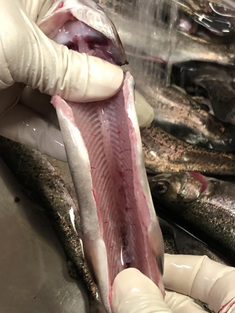 自宅でヤマメの塩焼き by ぞうさんのお家クックパッド簡単おいしいみんなのレシピが392万品